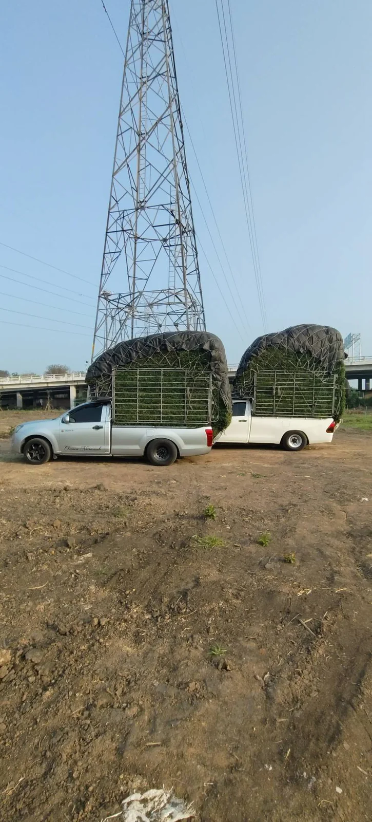 จัดส่งทั่วประเทศ ไร่หญ้าพรรณทิพย์